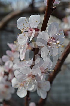 White apricot-tree flowers ÃÂ±ÃÂµÃÂ»Ãâ¹ÃÂµ Ãâ ÃÂ²ÃÂµÃâÃâ¹ ÃÂ°ÃÂ±Ãâ¬ÃÂ¸ÃÂºÃÂ¾ÃÂÃâ¹